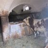 Under one Roof Year-round: The Multispecies Intimacy of Cohabiting with Cows in Byre-houses since the Economic Enlightenment