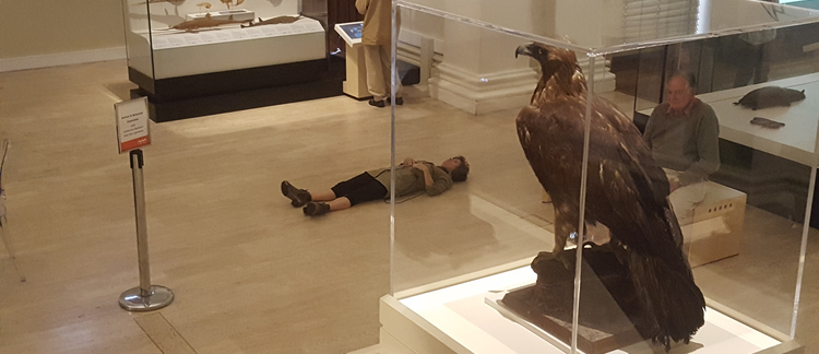 Taxidermy in Motion, (not) from a Bird’s-eye Perspective: Choreographing Disappearance at the Australian Museum