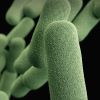 Controlling Bacteria in a Post-antibiotic Era: Popular Ideas about Bacteria, Antibiotics, and the Immune System